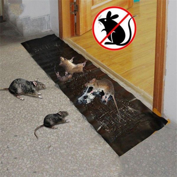 Sticky Mouse Trap Sheet - Saadiq.pk